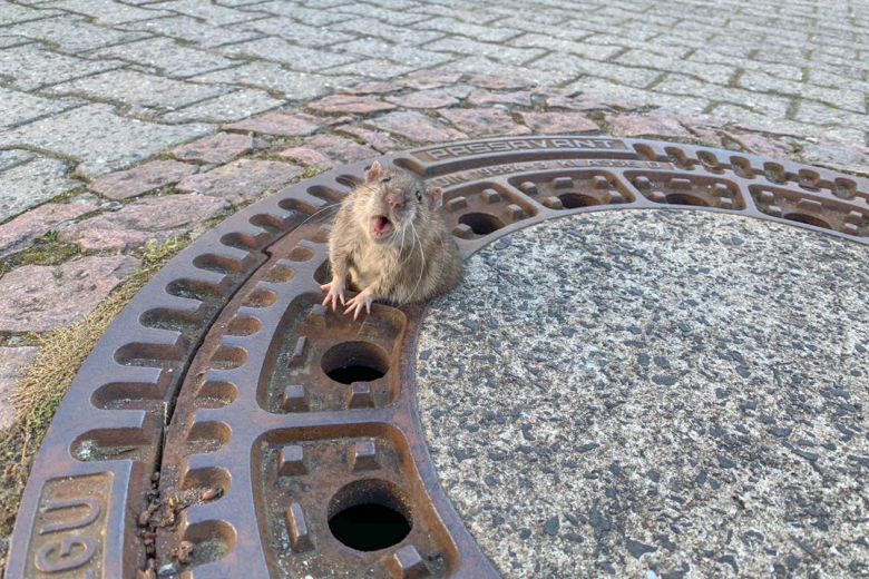 a rat rescued in Germany