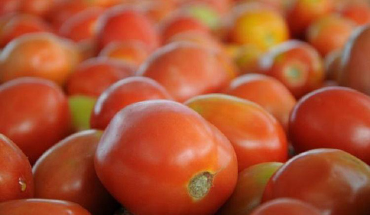 Tomato price rise
