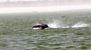 Ganges River Dolphins spotted in Meerut. Internet is in love with viral video