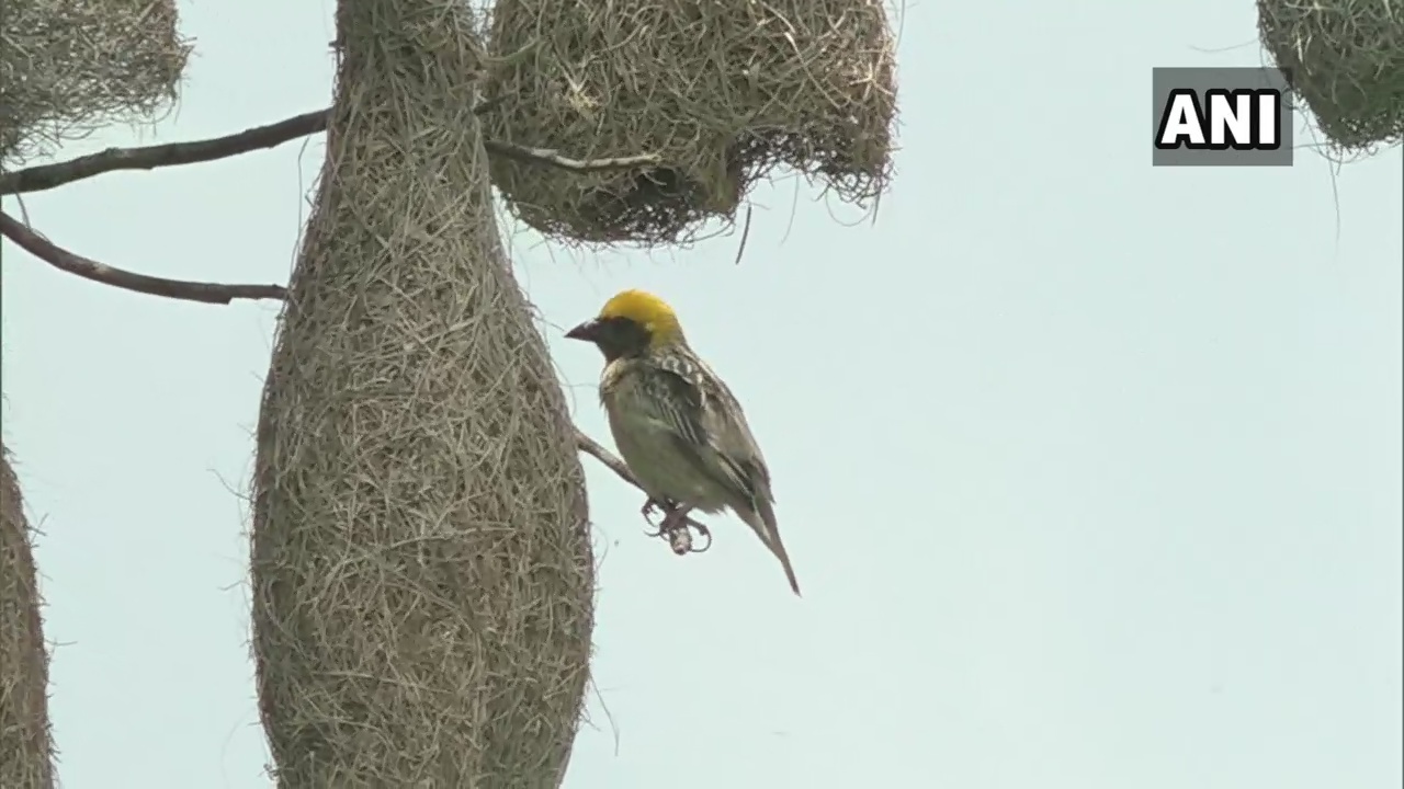 Gregorious Baya Weavers enhancing the beauty of Kathmandu with their presence.Read to know more: