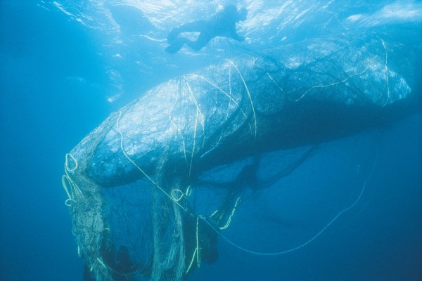 Sperm whale caught in Australian sea