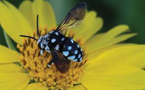 Native bees also facing novel pandemicNative bees also facing novel pandemic