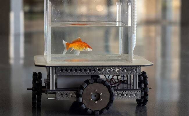 Goldfish can drive