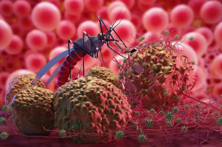 dengue